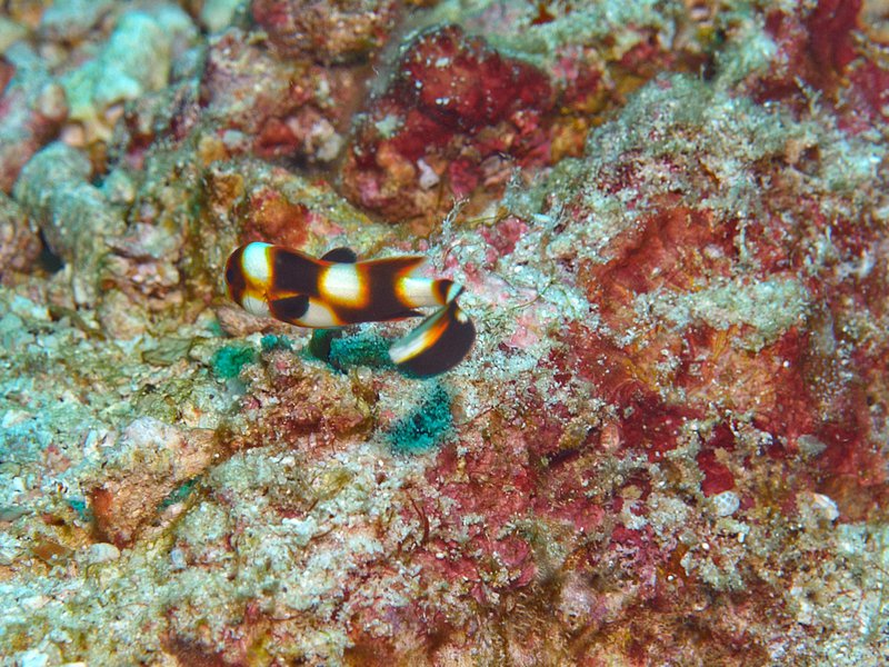 Harlequin Sweetlips, Arus Balee
